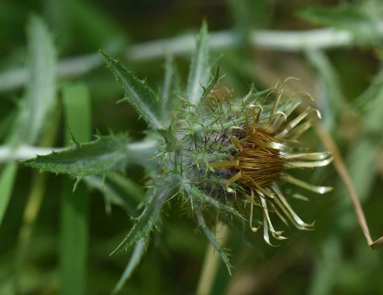 Image of genus Carlina specimen.