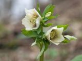 Helleborus caucasicus. Верхушки цветущих растений. Краснодарский край, Крымский р-н, окр. станицы Неберджаевская, ур. Малый Яр, буково-грабово-дубовый лес. 23.02.2024.