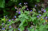 Geranium pseudosibiricum. Верхушки побегов с соцветиями. Хакасия, Орджоникидзевский р-н, верховья р. Правая Сарала, опушка смешанного леса. 08.06.2022.