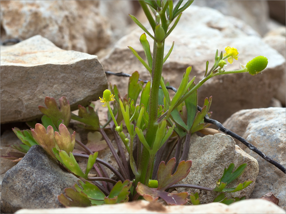 Изображение особи Ranunculus sceleratus.