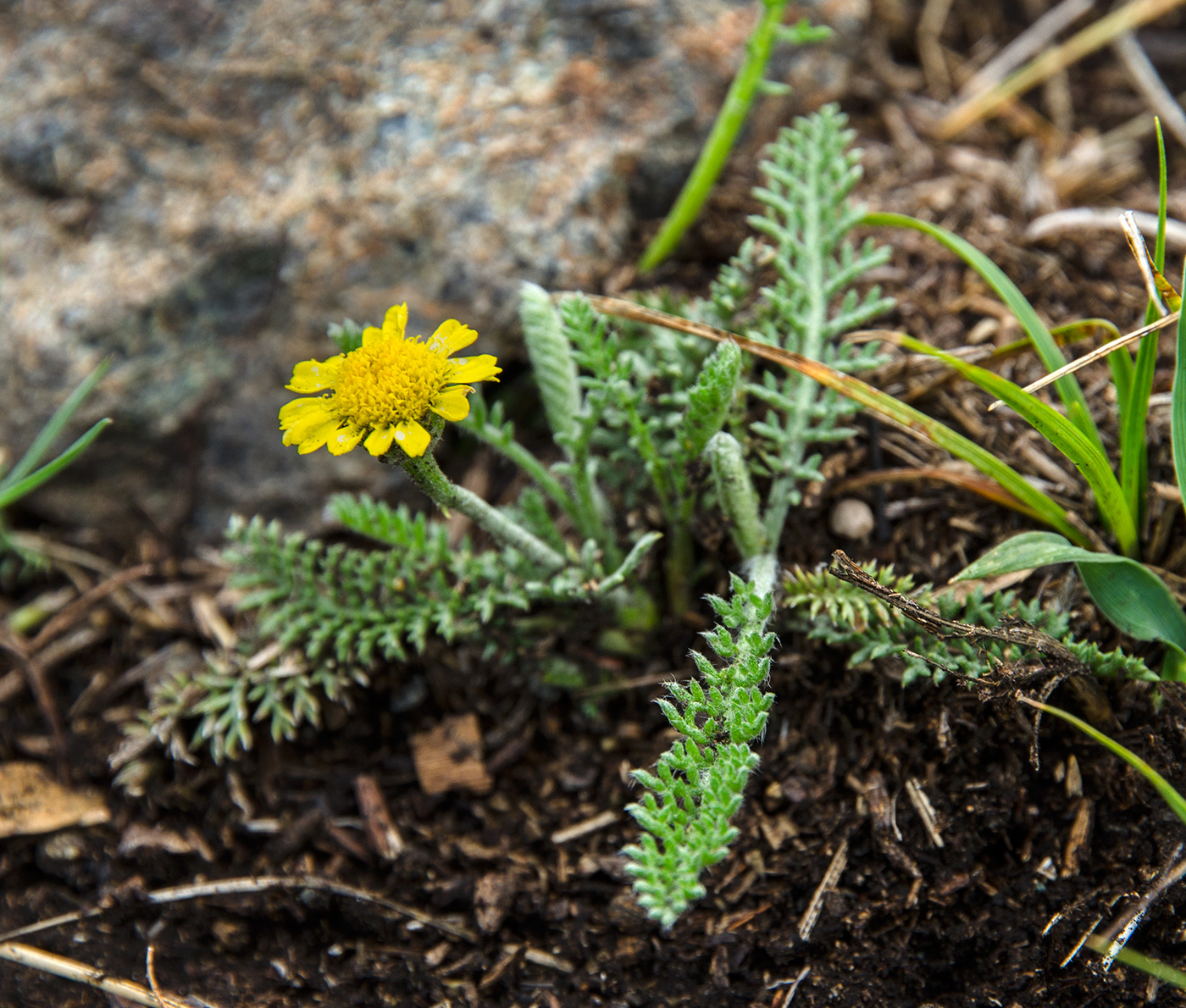 Изображение особи Tanacetum kittaryanum.