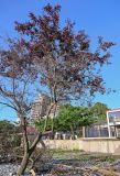 Prunus cerasifera разновидность pissardii. Плодоносящее дерево. Грузия, Аджария, г. Батуми, в культуре. 17.06.2023.