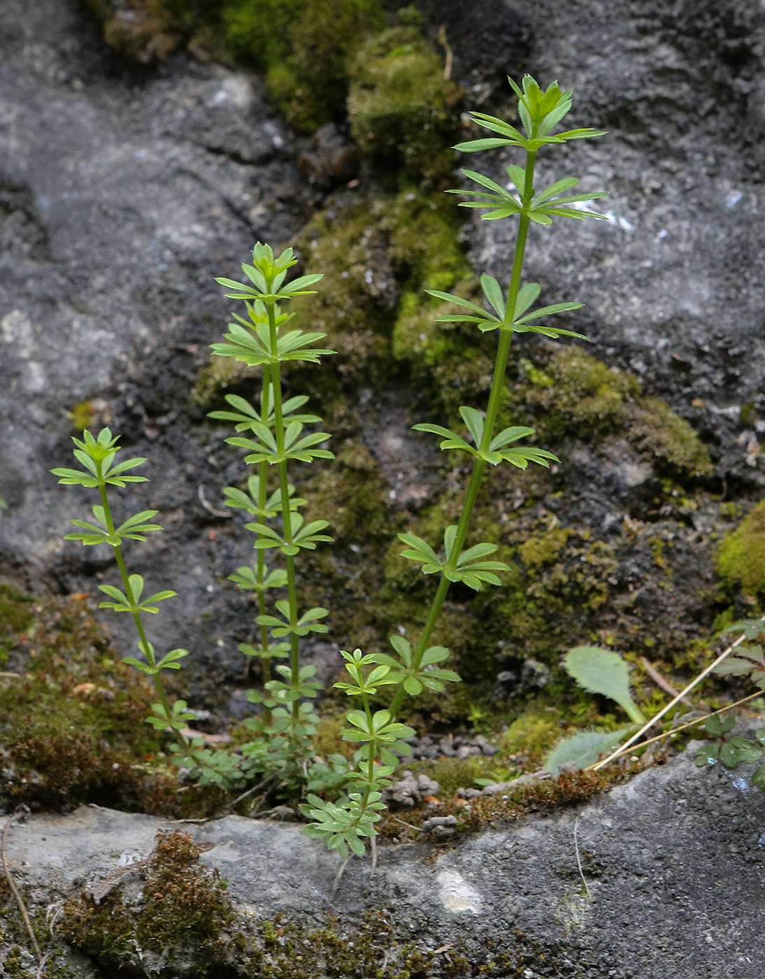 Image of Galium mollugo specimen.