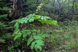 Aralia cordata. Отцветающее растение. Сахалин, Холмский гор. округ, окр. мыса Слепиковского, опушка смешанного леса. 26.08.2023.