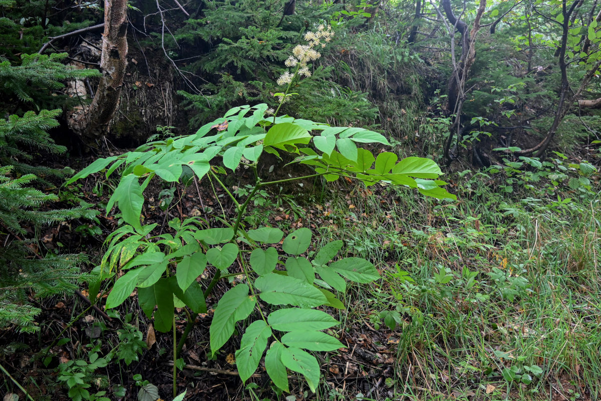 Image of Aralia cordata specimen.