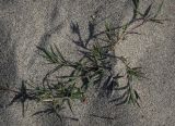 Cynodon dactylon