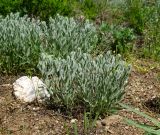 Galatella villosa