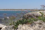 Limonium scoparium