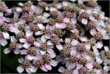 Achillea millefolium