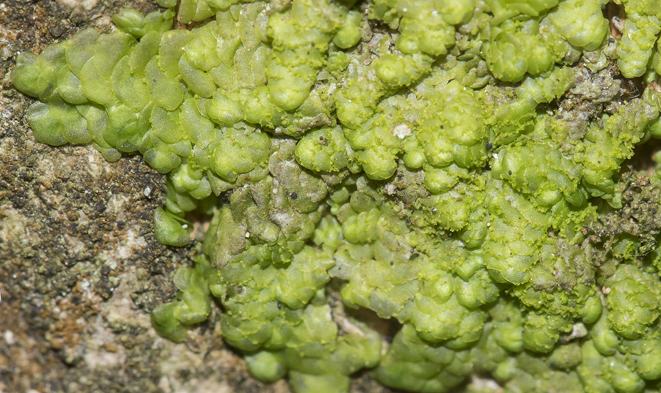 Image of Radula complanata specimen.