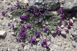 род Oxytropis. Цветущее растение. Таджикистан, Горно-Бадахшанская автономная обл., Аличурский р-н, Южно-Аличурский хр., пер. Кой-Тезек, выс. ≈ 4271 м н.у.м., высокогорная каменистая пустыня. 4 июля 2024 г.