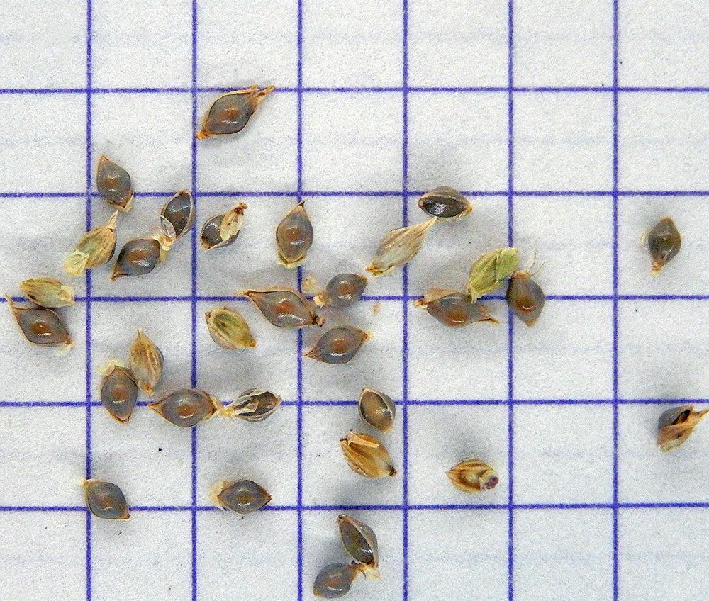 Изображение особи Echinochloa crus-galli.