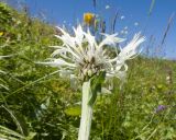 Centaurea cheiranthifolia