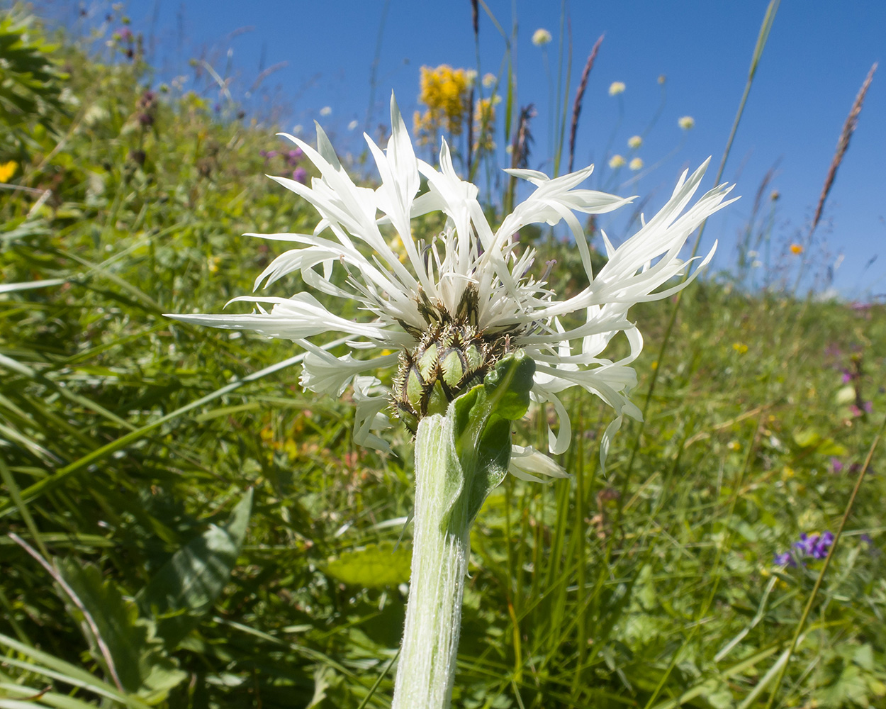 Изображение особи Centaurea cheiranthifolia.