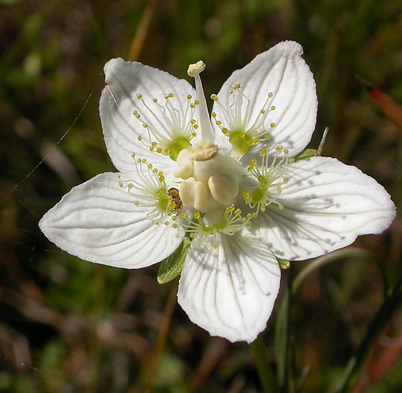 Image of Parnassia palustris specimen.