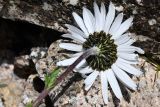 Pyrethrum karelinii. Соцветие-корзинка (вид со стороны обёртки). Казахстан, Заилийский Алатау в окр. г. Алматы, Большое Алматинское ущ., р-н Космостанции, ≈3500 м н.у.м., крупнообломочные моренные отложения. 27 июля 2024 г.