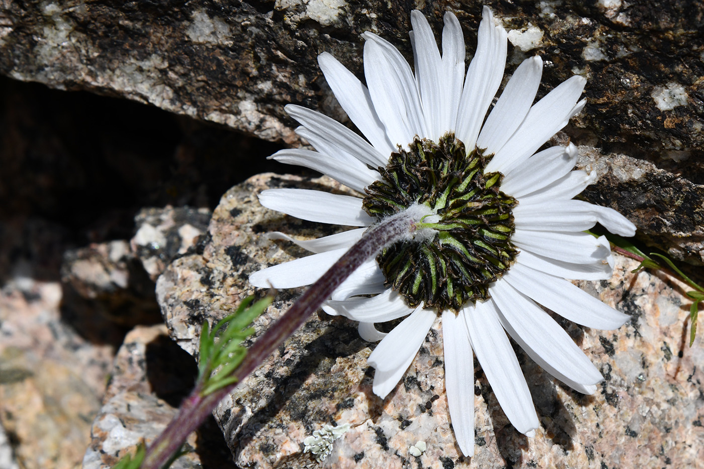 Image of Pyrethrum karelinii specimen.