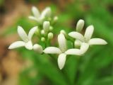 Galium odoratum. Соцветие. Украина, Закарпатская обл., Виноградов, Чёрная гора, грабово-дубовый лес. 5 мая 2008 г.
