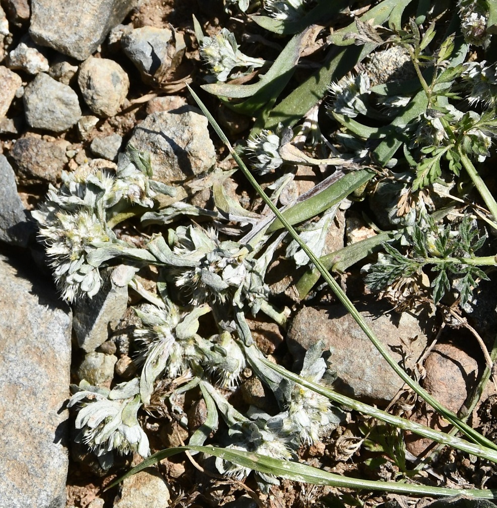Image of genus Filago specimen.