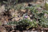 Astragalus sinaicus. Цветущее растение. Крым, окр. Балаклавы, можжевеловое редколесье. 13.04.2025.
