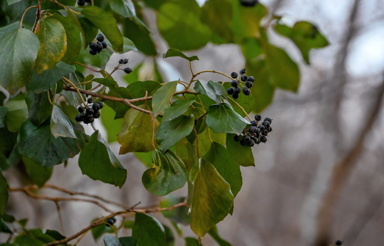 Image of Hedera colchica specimen.