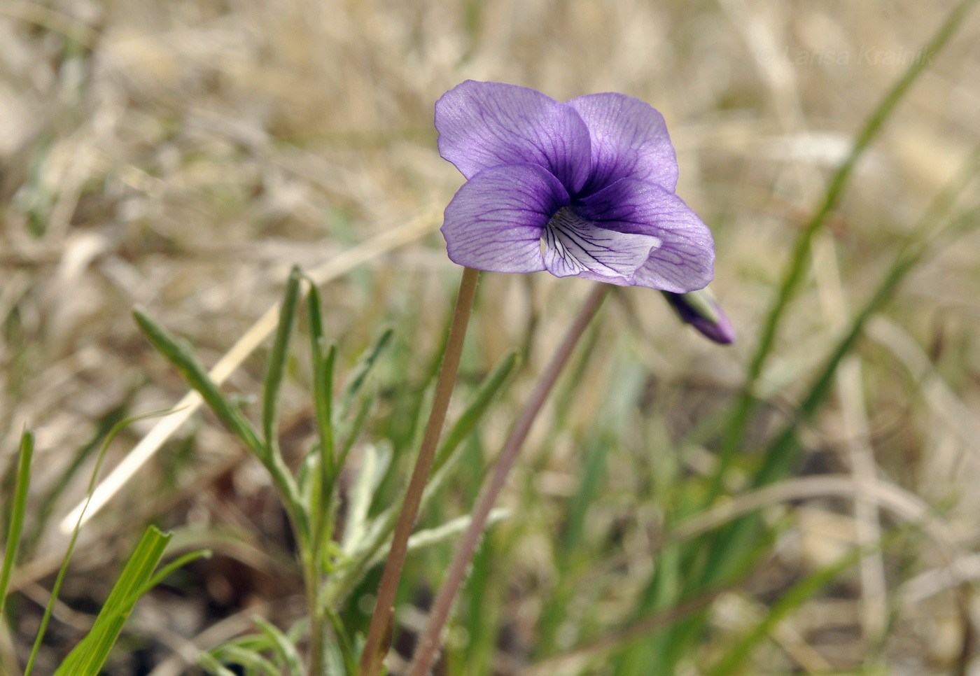 Image of Viola dissecta specimen.
