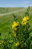 Chamaecytisus ruthenicus
