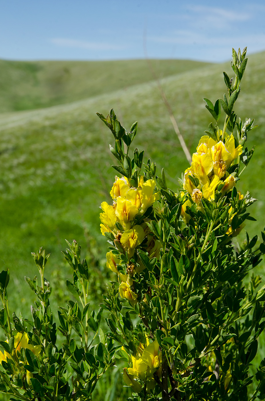 Image of Chamaecytisus ruthenicus specimen.