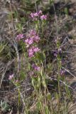 Centaurium erythraea