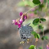 Lespedeza bicolor
