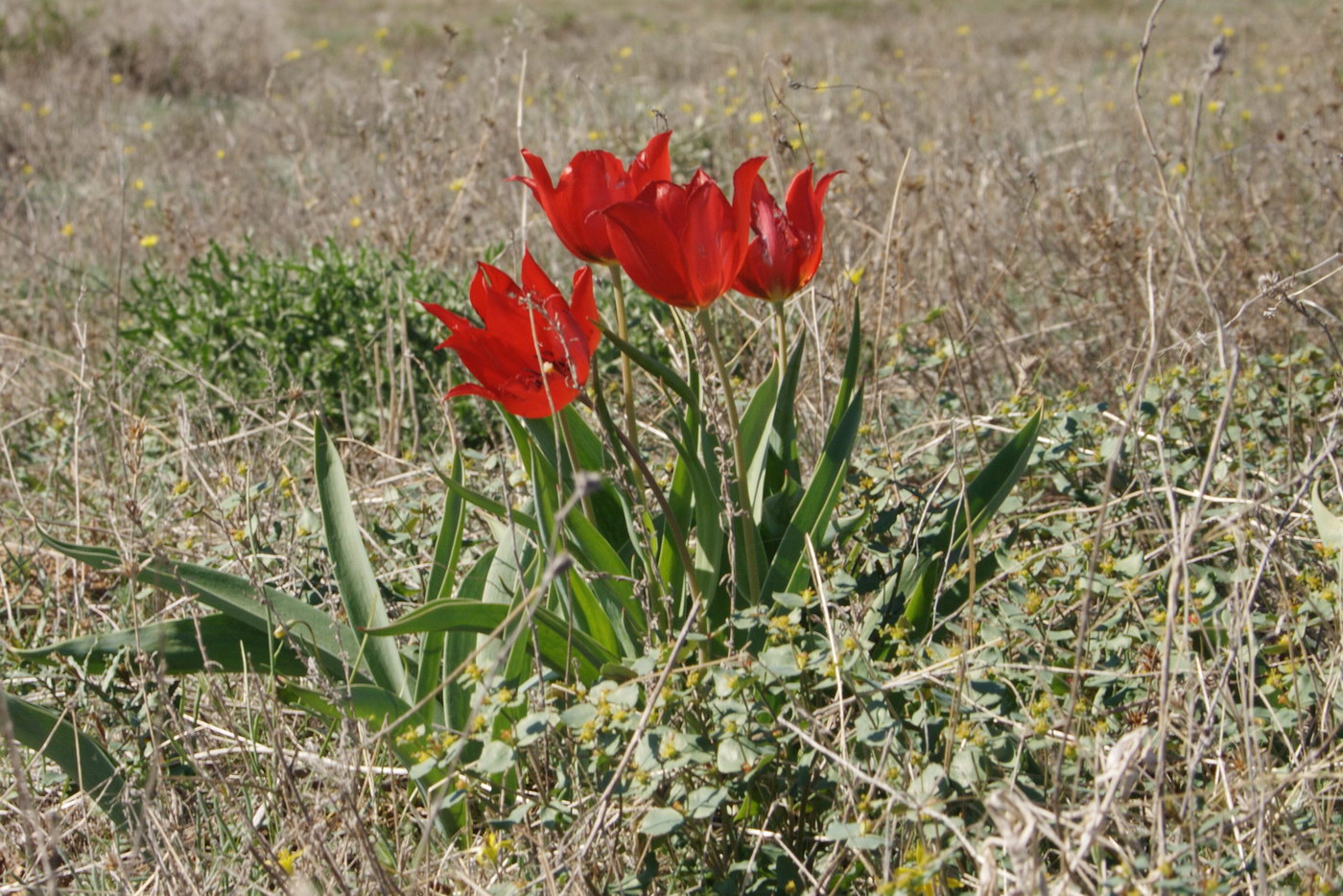 Изображение особи Tulipa suaveolens.