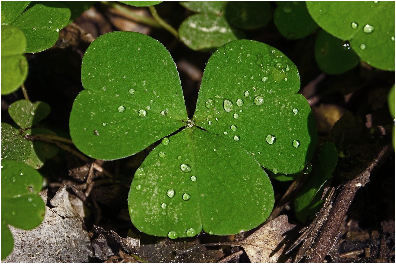 Image of Oxalis acetosella specimen.