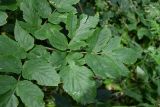 Archangelica officinalis