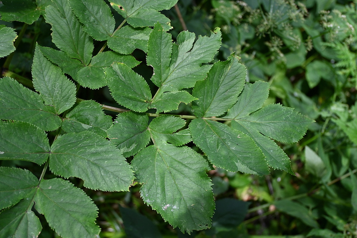 Image of Archangelica officinalis specimen.