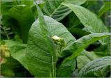Nicotiana tabacum