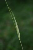 род Calamagrostis. Часть побега. Ярославская обл., Мышкинский р-н, окр. дер. Борок, сосновый лес. 13 июля 2025 г.