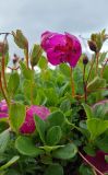 View full-size image Rhododendron camtschaticum