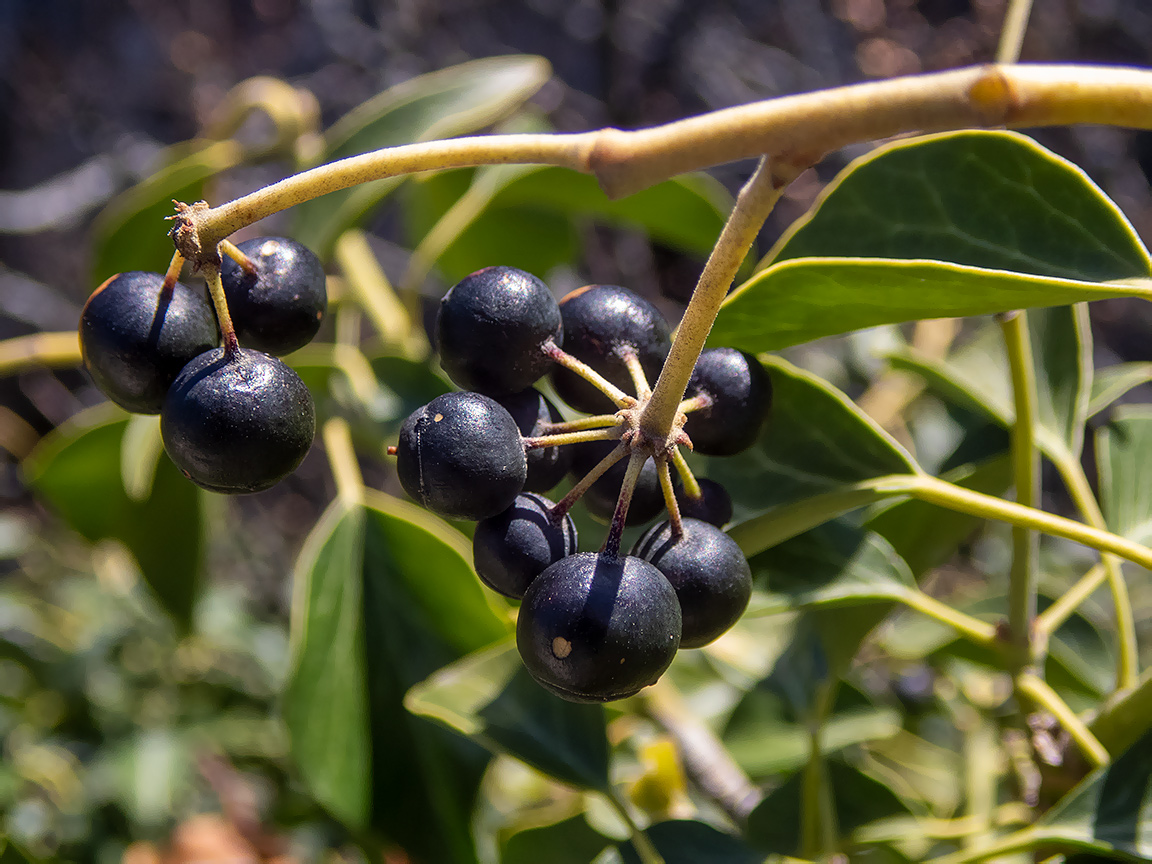 Изображение особи Hedera helix.