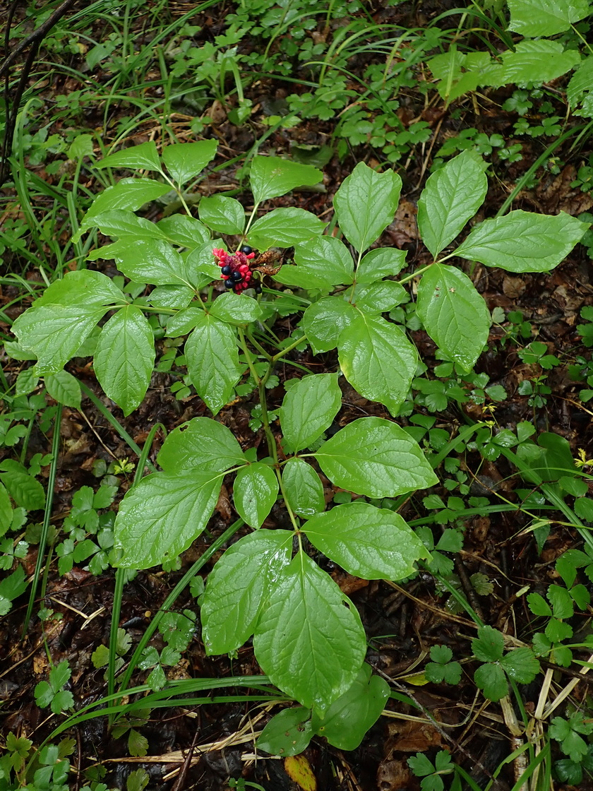 Изображение особи Paeonia obovata.