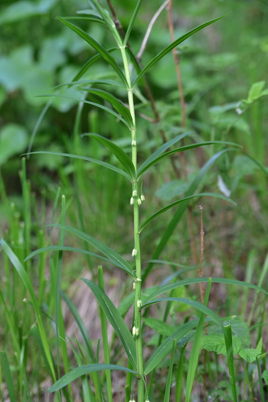Image of Polygonatum verticillatum specimen.
