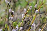 род Salix