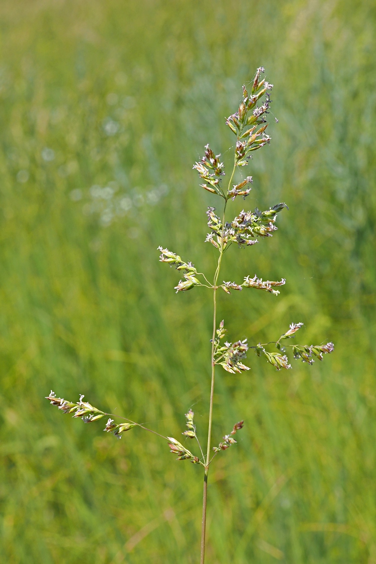 Изображение особи род Poa.