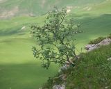 Sorbus caucasica. Цветущее растение. Карачаево-Черкесия, Зеленчукский р-н, гора Джангур, ≈ 1500 м н.у.м., задернованное скальное обнажение. 04.06.2025.