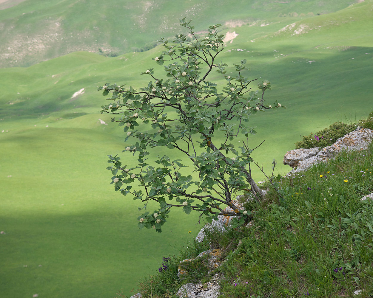 Изображение особи Sorbus caucasica.