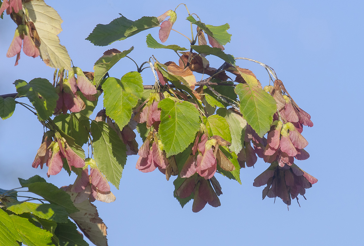 Image of Acer tataricum specimen.