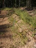 Echinochloa crus-galli. Растение с соцветием. Беларусь, Витебская обл., окр. дер. Сурмино, край вырубки на месте елово-соснового леса, между колеями песчаной грунтовой дороги. 12.08.2025.