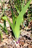 Iris aphylla