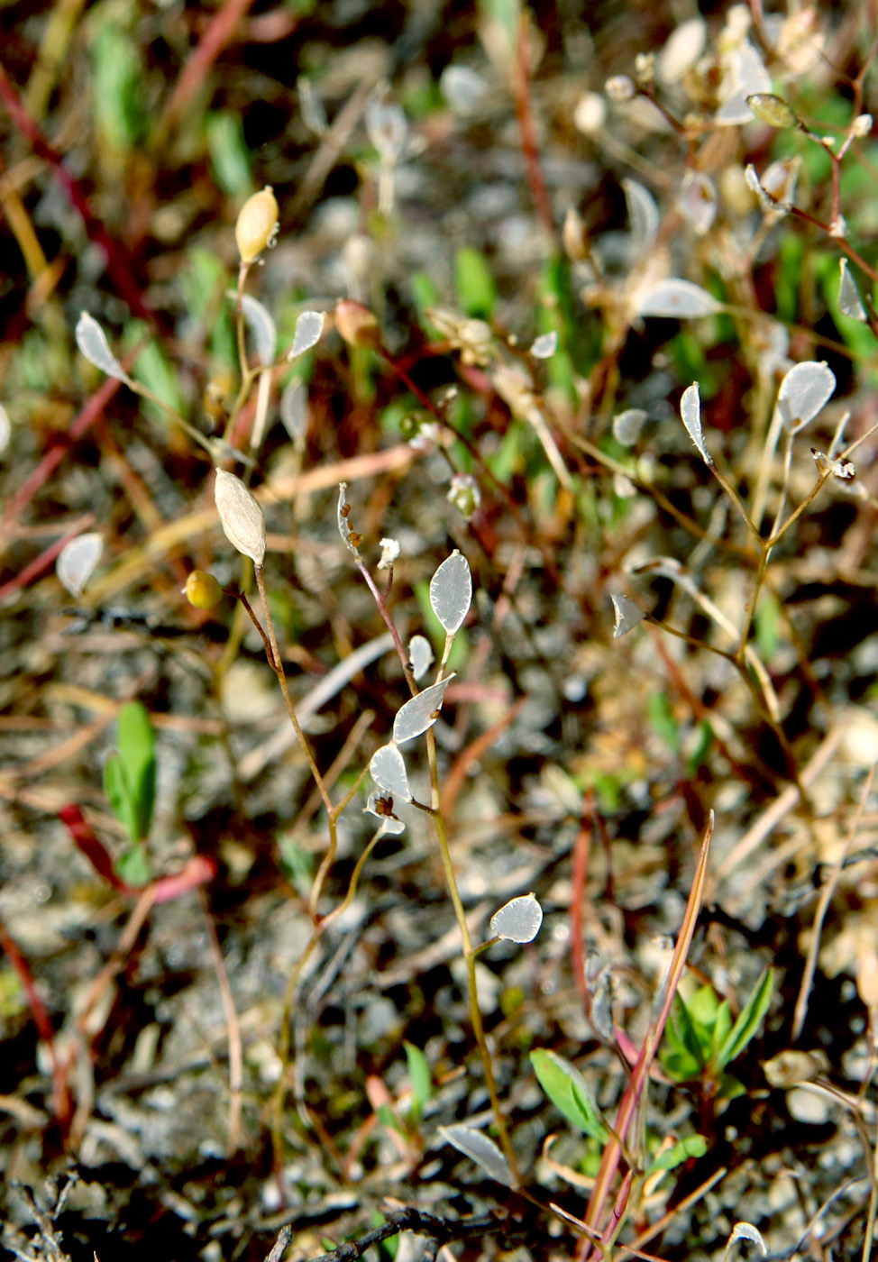 Изображение особи Erophila verna.