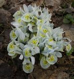 Iridodictyum × catharinae