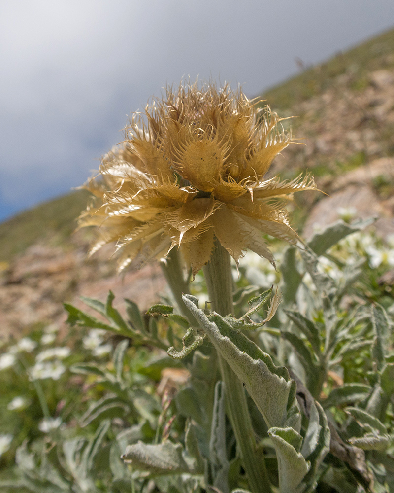 Image of Psephellus caucasicus specimen.